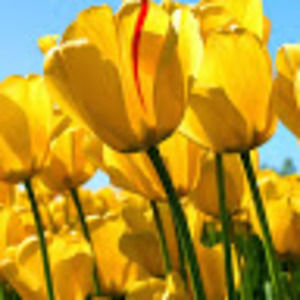 Meet your Posher, Markeye